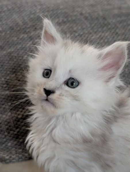Chatons de Tatoo  