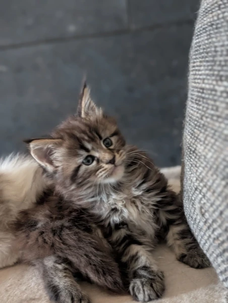 Chatons de Tatoo  