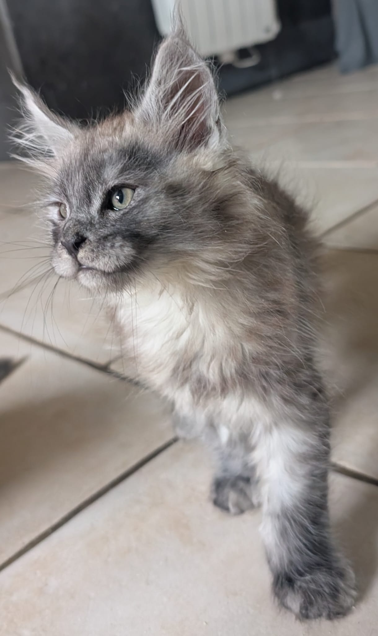 Mâle bleu smoke