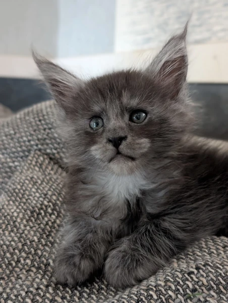 Chatons de Tecaté et de scooby-Doo  
