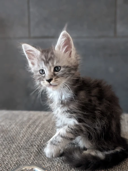 Chatons de Tecaté et de scooby-Doo  