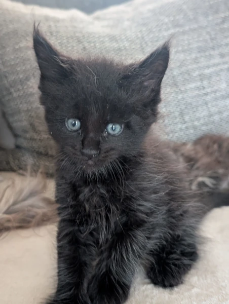 Chatons de Tecaté et de scooby-Doo   