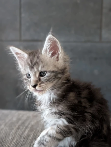 Chatons de Tecaté et de scooby-Doo 
