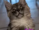 chaton yuko a adopter