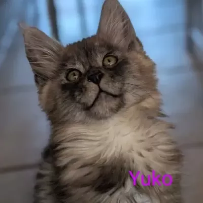 chaton yuko a adopter