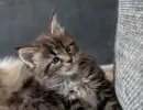 tatou2