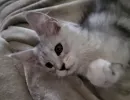 zelda