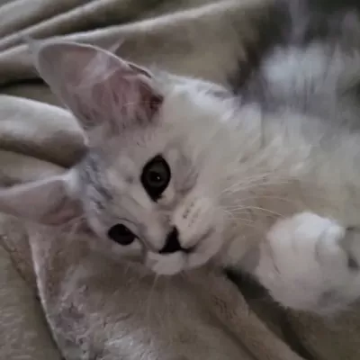 zelda