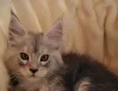 zoe