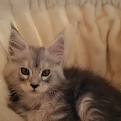 zoe