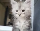 zoe1