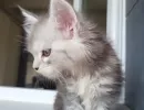 zoe2