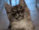 chaton yuko