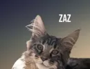 zaz