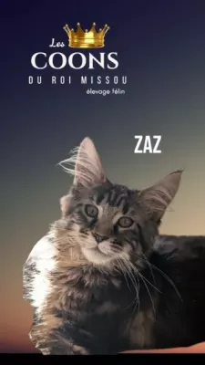 zaz
