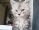 zoe1