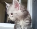 zoe2