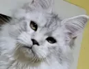 fh