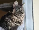 fi